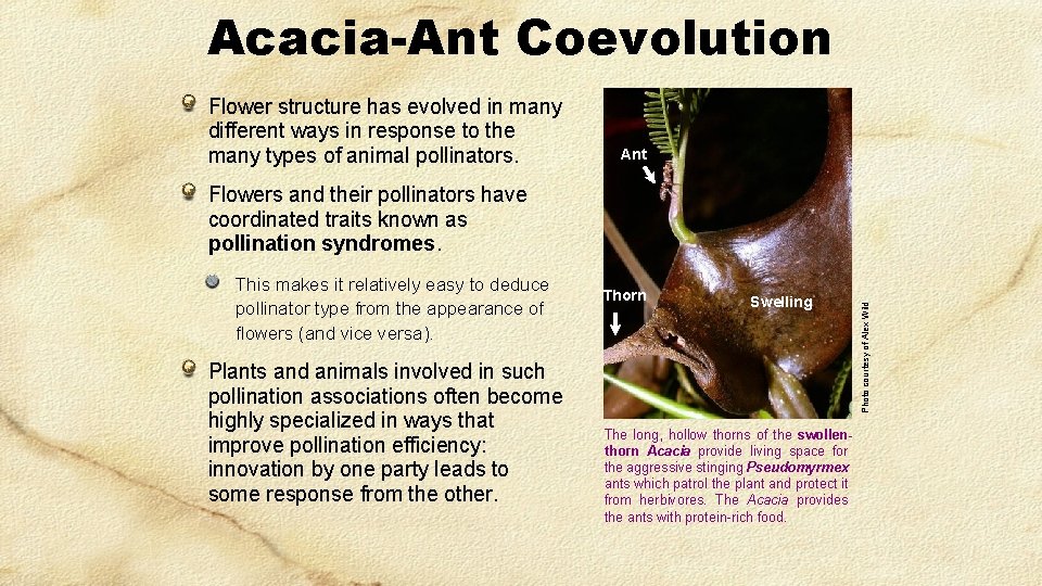 Acacia-Ant Coevolution Flower structure has evolved in many different ways in response to the