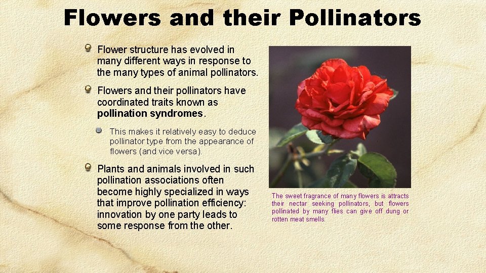 Flowers and their Pollinators Flower structure has evolved in many different ways in response