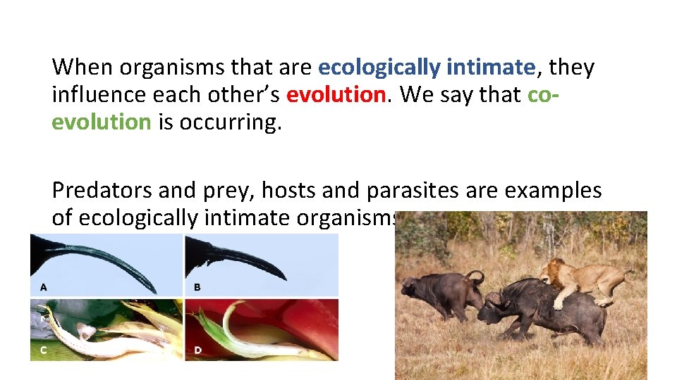 When organisms that are ecologically intimate, they influence each other’s evolution. We say that