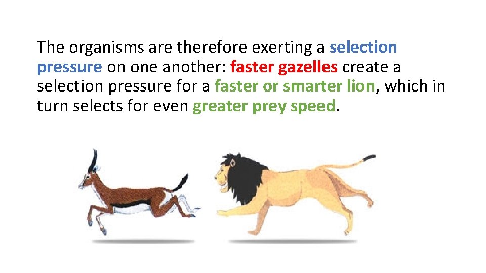 The organisms are therefore exerting a selection pressure on one another: faster gazelles create