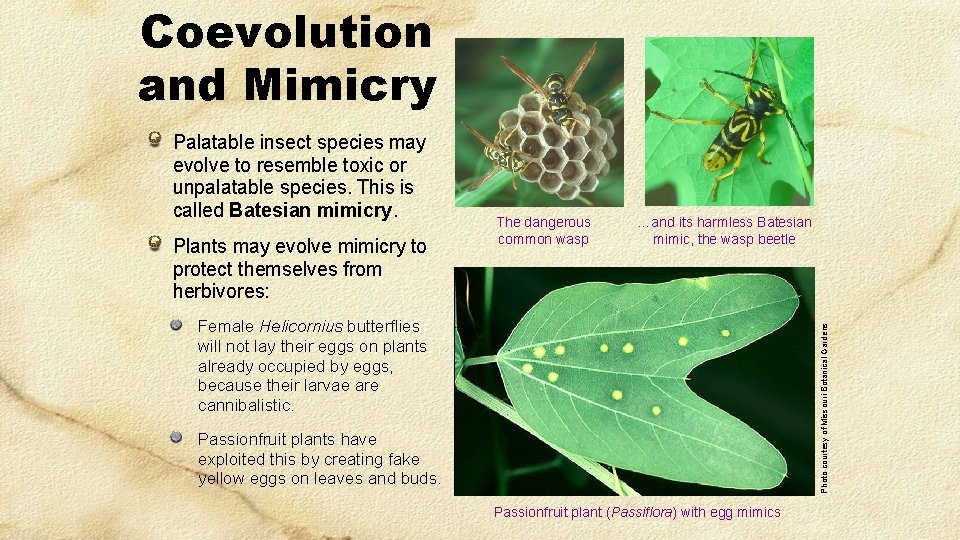 Coevolution and Mimicry Palatable insect species may evolve to resemble toxic or unpalatable species.