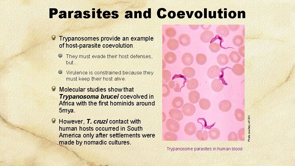 Parasites and Coevolution Trypanosomes provide an example of host-parasite coevolution. They must evade their