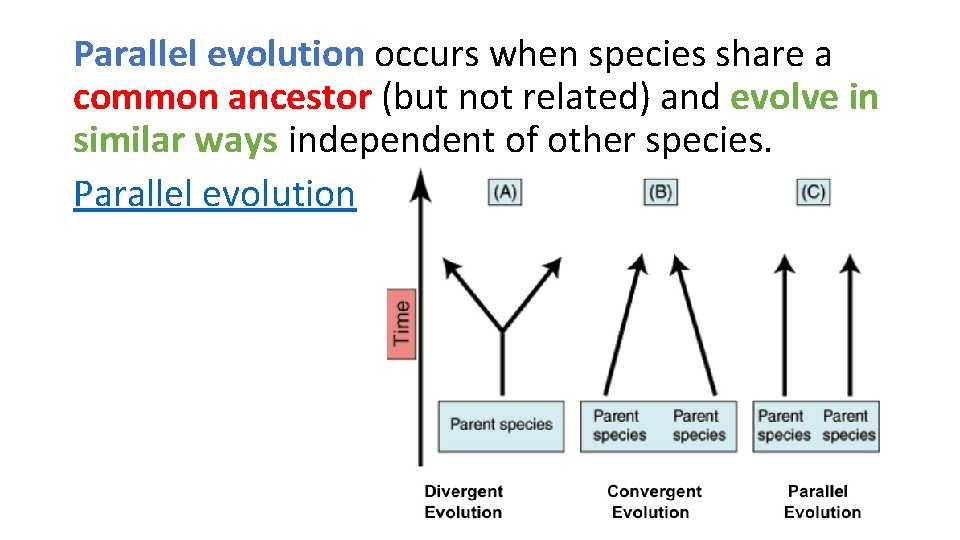 Parallel evolution occurs when species share a common ancestor (but not related) and evolve