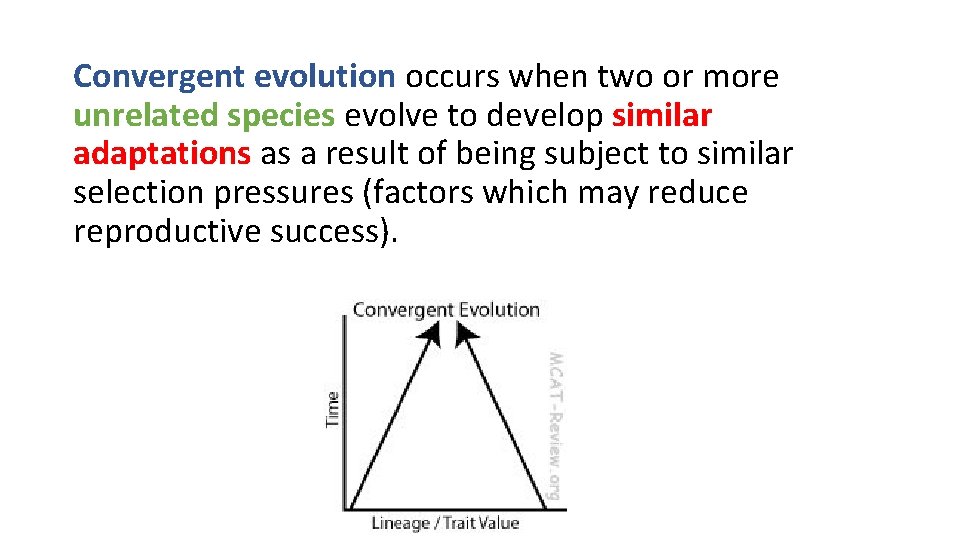 Convergent evolution occurs when two or more unrelated species evolve to develop similar adaptations