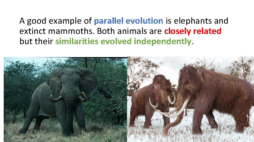 A good example of parallel evolution is elephants and extinct mammoths. Both animals are