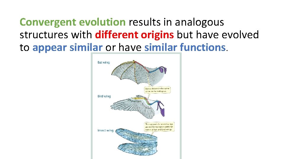 Convergent evolution results in analogous structures with different origins but have evolved to appear
