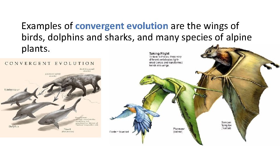 Examples of convergent evolution are the wings of birds, dolphins and sharks, and many