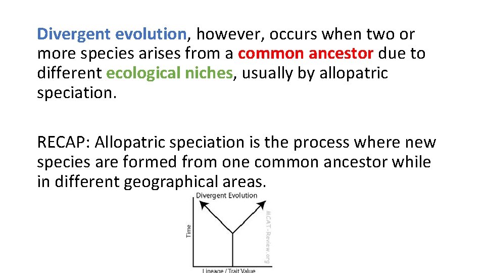 Divergent evolution, however, occurs when two or more species arises from a common ancestor