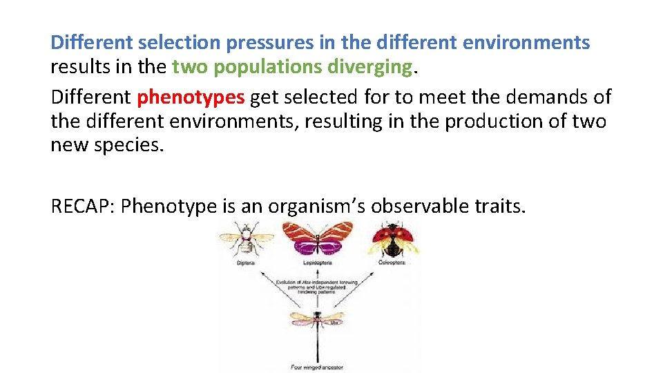 Different selection pressures in the different environments results in the two populations diverging. Different