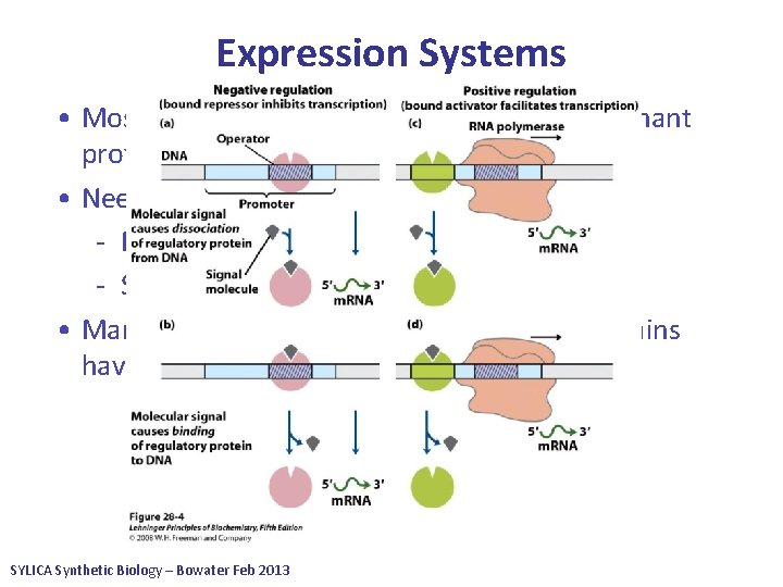 Expression Systems • Most widely used system to express recombinant proteins is E. coli