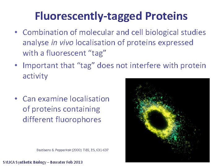 Fluorescently-tagged Proteins • Combination of molecular and cell biological studies analyse in vivo localisation