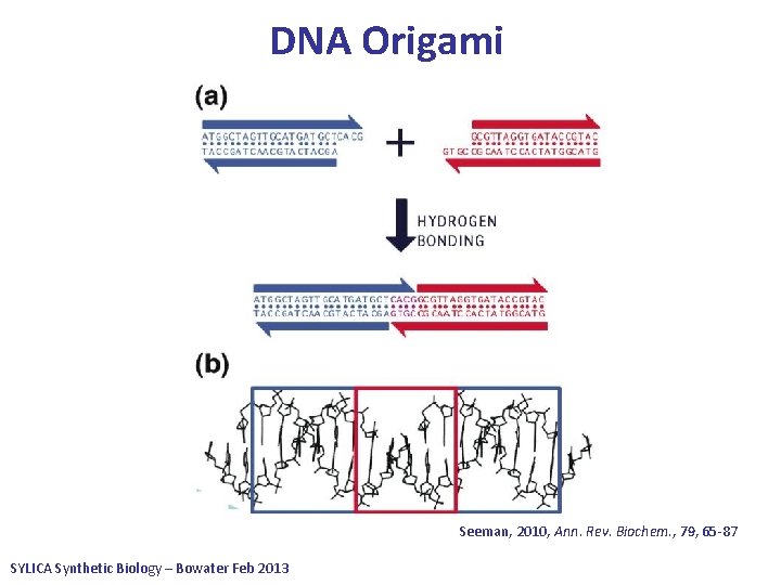 DNA Origami Seeman, 2010, Ann. Rev. Biochem. , 79, 65 -87 SYLICA Synthetic Biology