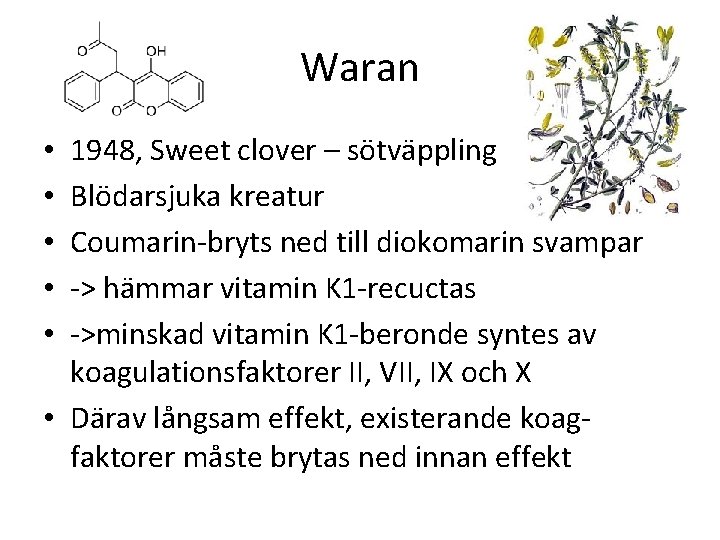 Waran 1948, Sweet clover – sötväppling Blödarsjuka kreatur Coumarin-bryts ned till diokomarin svampar ->