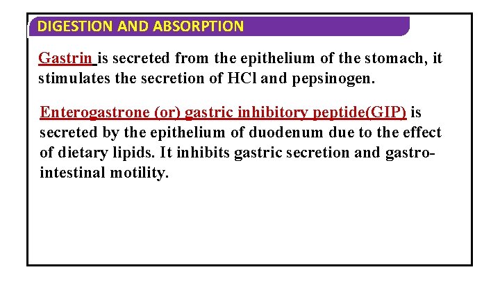 DIGESTION AND ABSORPTION Gastrin is secreted from the epithelium of the stomach, it stimulates