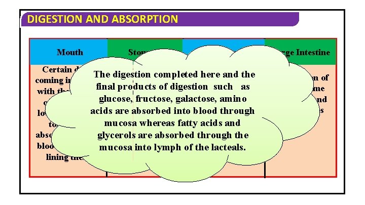 DIGESTION AND ABSORPTION Mouth Stomach Small Intestine Certain drugs Absorption of Principal organ The