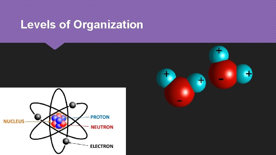 Levels of Organization 