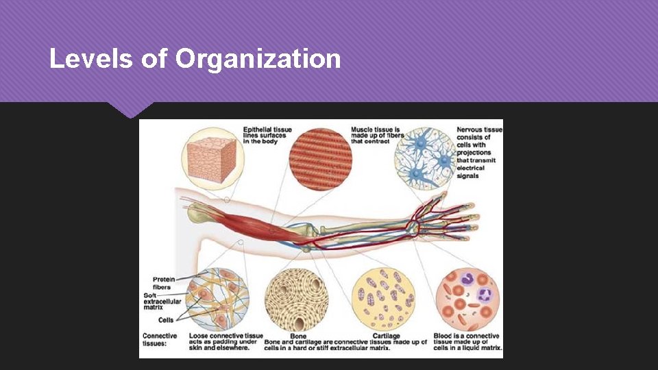 Levels of Organization 