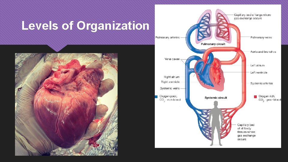 Levels of Organization 