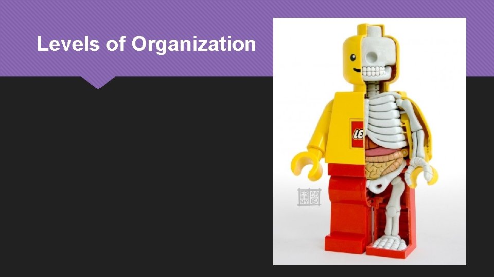 Levels of Organization 
