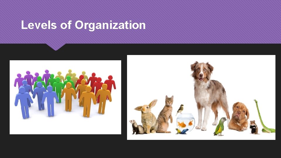 Levels of Organization 