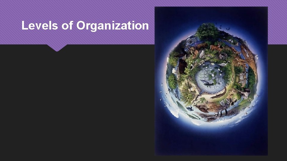 Levels of Organization 