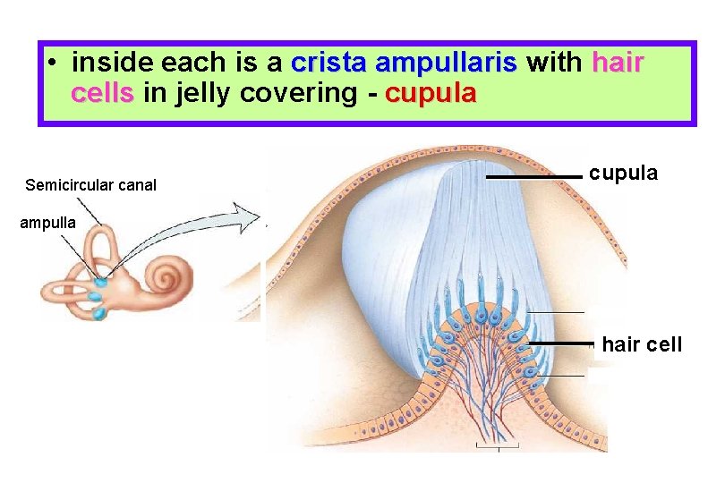  • inside each is a crista ampullaris with hair cells in jelly covering