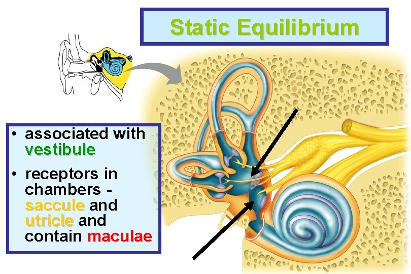Static Equilibrium • associated with vestibule • receptors in chambers saccule and utricle and