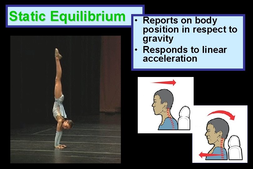 Static Equilibrium • Reports on body position in respect to gravity • Responds to