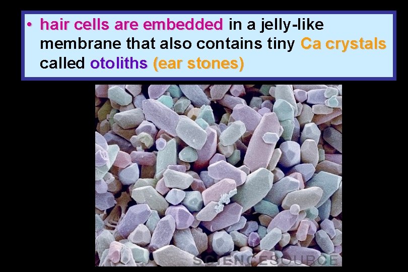  • hair cells are embedded in a jelly-like membrane that also contains tiny