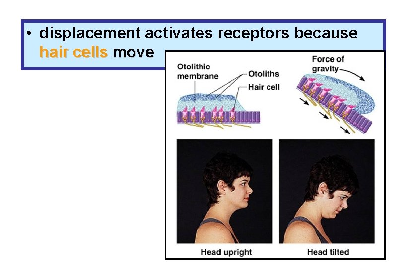 • displacement activates receptors because hair cells move 