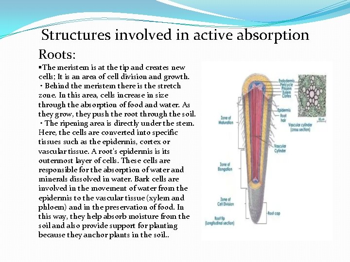 Structures involved in active absorption Roots: §The meristem is at the tip and creates