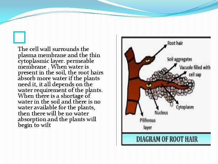 � The cell wall surrounds the plasma membrane and the thin cytoplasmic layer. permeable