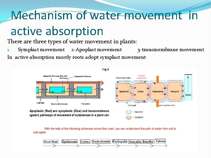 Mechanism of water movement in active absorption There are three types of water movement