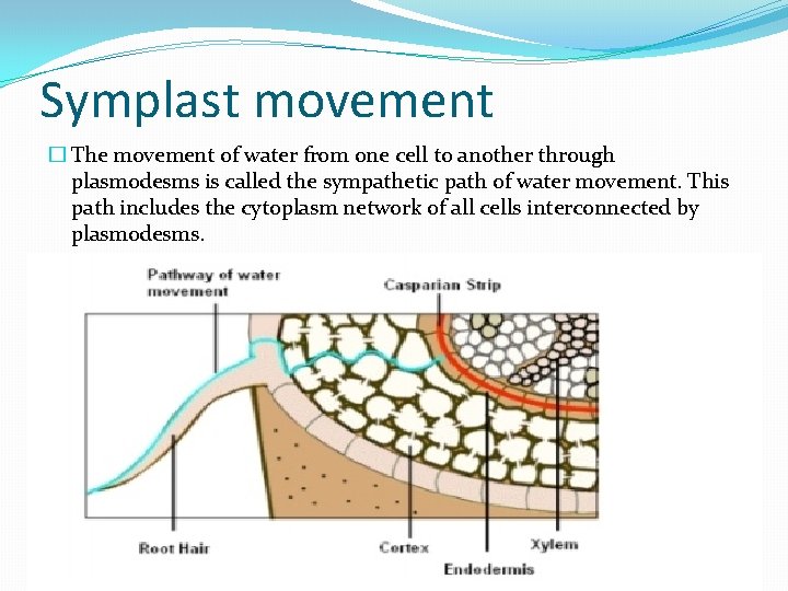 Symplast movement � The movement of water from one cell to another through plasmodesms