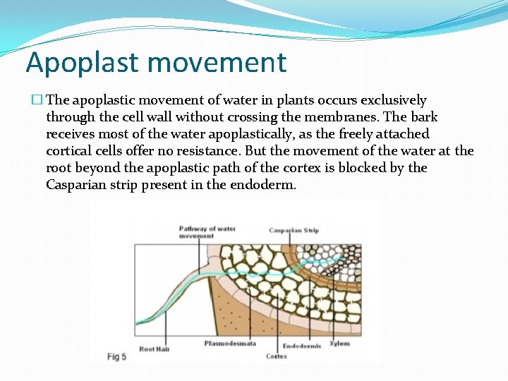 Apoplast movement � The apoplastic movement of water in plants occurs exclusively through the