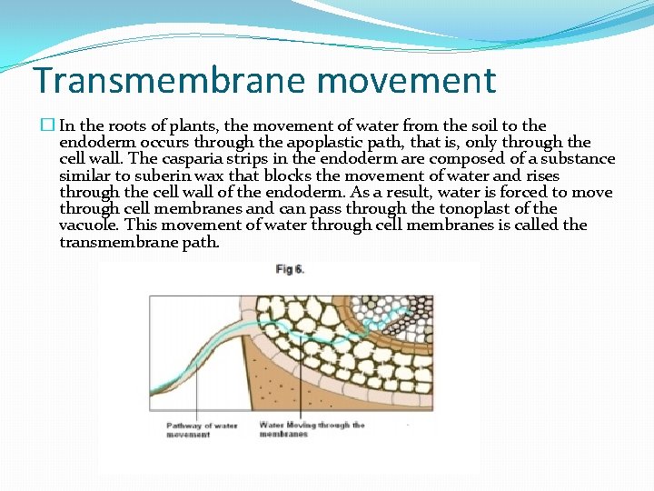 Transmembrane movement � In the roots of plants, the movement of water from the