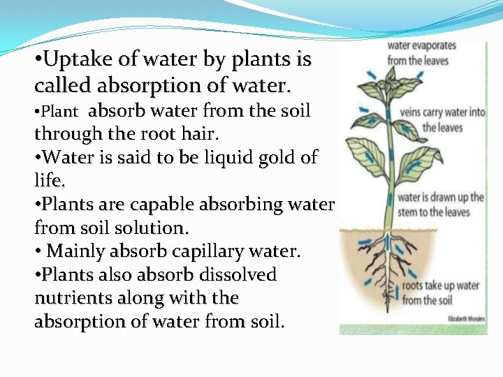  • Uptake of water by plants is called absorption of water. • Plant