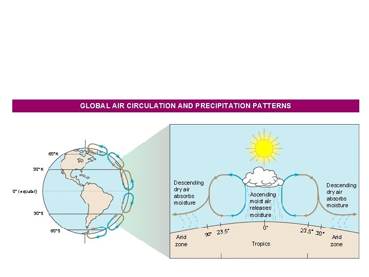 GLOBAL AIR CIRCULATION AND PRECIPITATION PATTERNS 60 N 30 N Descending dry air absorbs