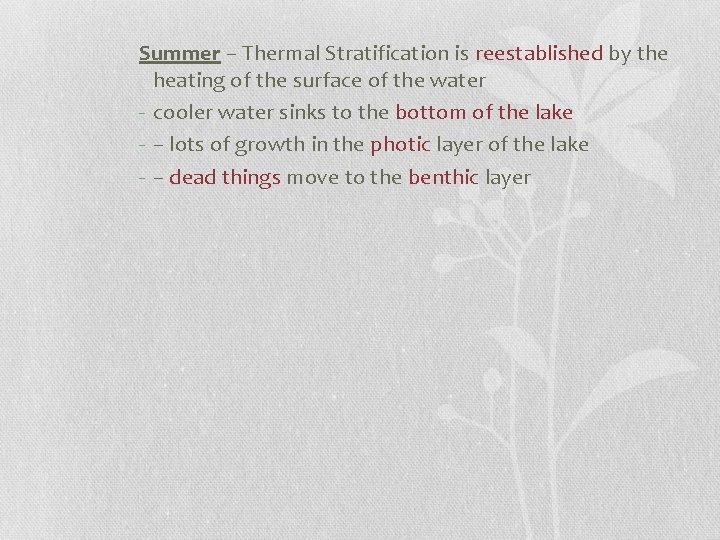 Summer – Thermal Stratification is reestablished by the heating of the surface of the