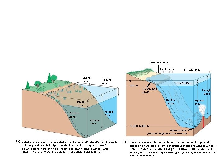 Intertidal zone Neritic zone Littoral zone Limnetic zone 0 Oceanic zone Photic zone 200