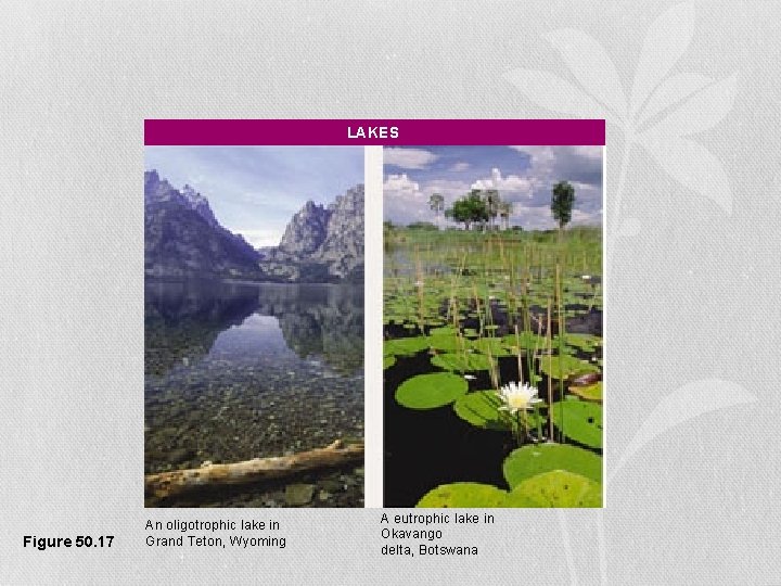 LAKES • Lakes Figure 50. 17 An oligotrophic lake in Grand Teton, Wyoming A