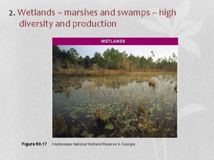 2. Wetlands – marshes and swamps – high diversity and production WETLANDS Figure 50.