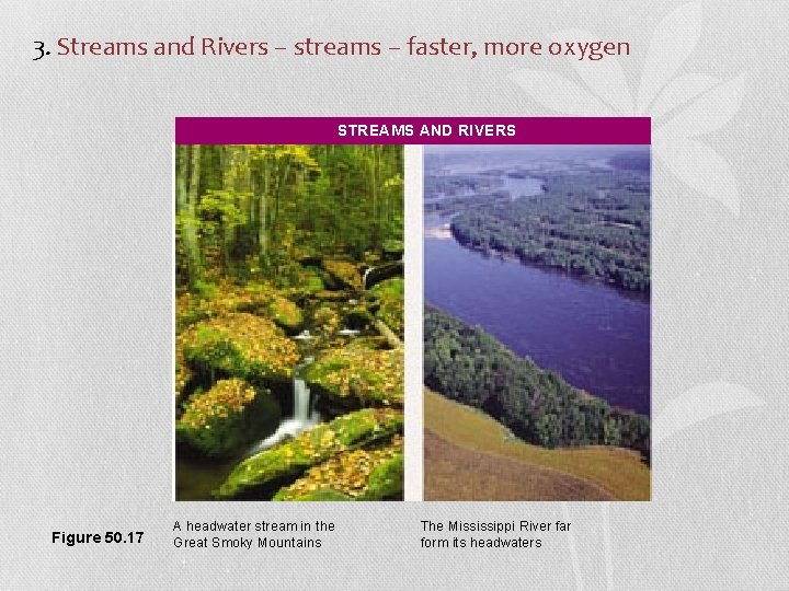 3. Streams and Rivers – streams – faster, more oxygen STREAMS AND RIVERS Figure