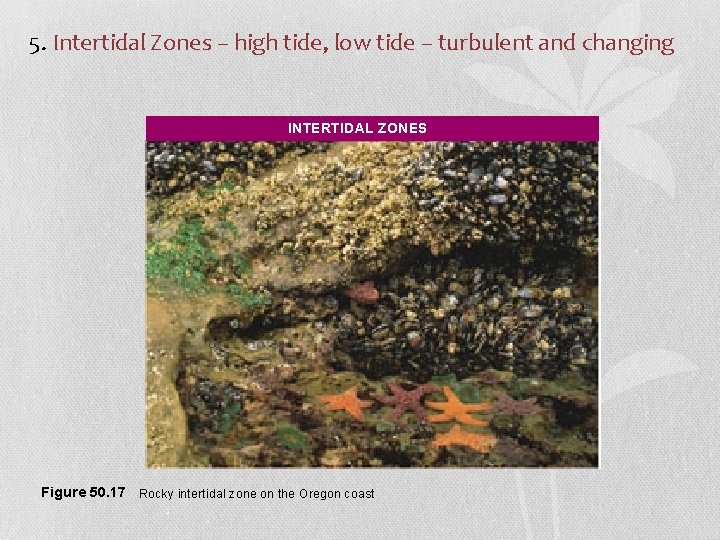 5. Intertidal Zones – high tide, low tide – turbulent and changing INTERTIDAL ZONES