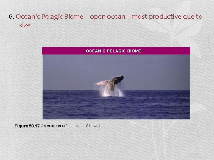 6. Oceanic Pelagic Biome – open ocean – most productive due to size OCEANIC