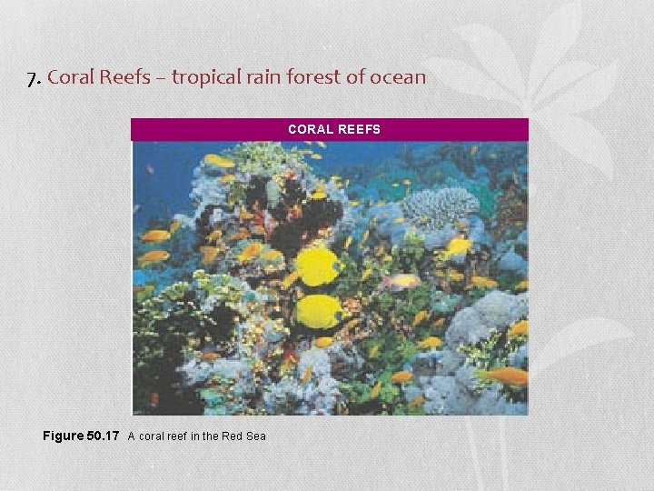 7. Coral Reefs – tropical rain forest of ocean CORAL REEFS Figure 50. 17