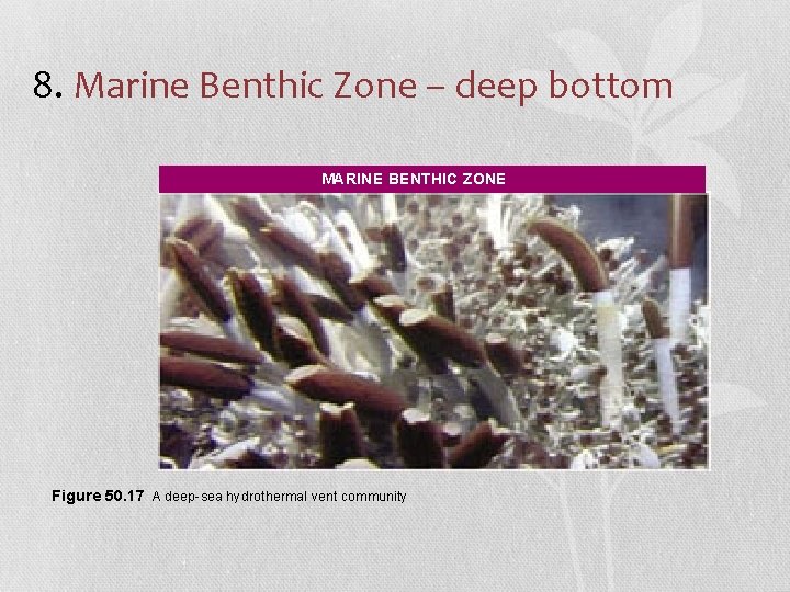 8. Marine Benthic Zone – deep bottom MARINE BENTHIC ZONE Figure 50. 17 A