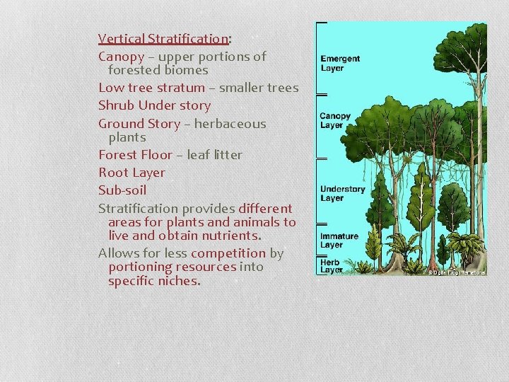 Vertical Stratification: Canopy – upper portions of forested biomes Low tree stratum – smaller