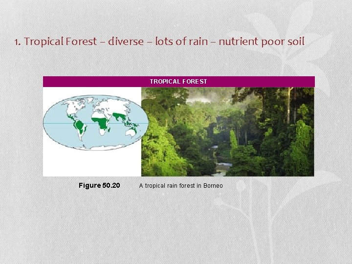 1. Tropical Forest – diverse – lots of rain – nutrient poor soil •