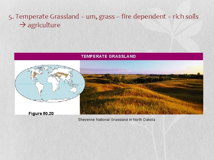 5. Temperate Grassland – um, grass – fire dependent – rich soils agriculture TEMPERATE